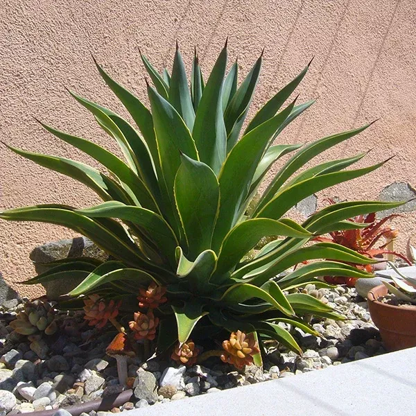 Smooth Agave