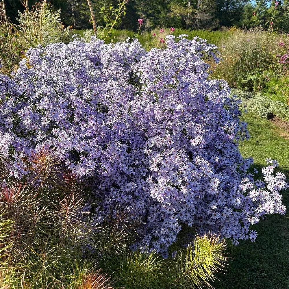Smooth Aster