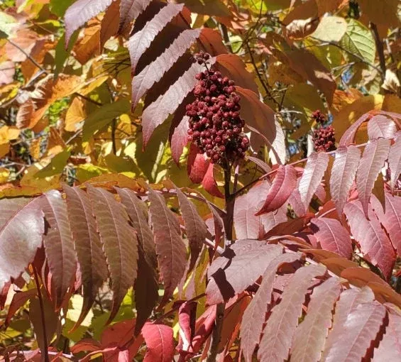 Smooth Sumac Seeds
