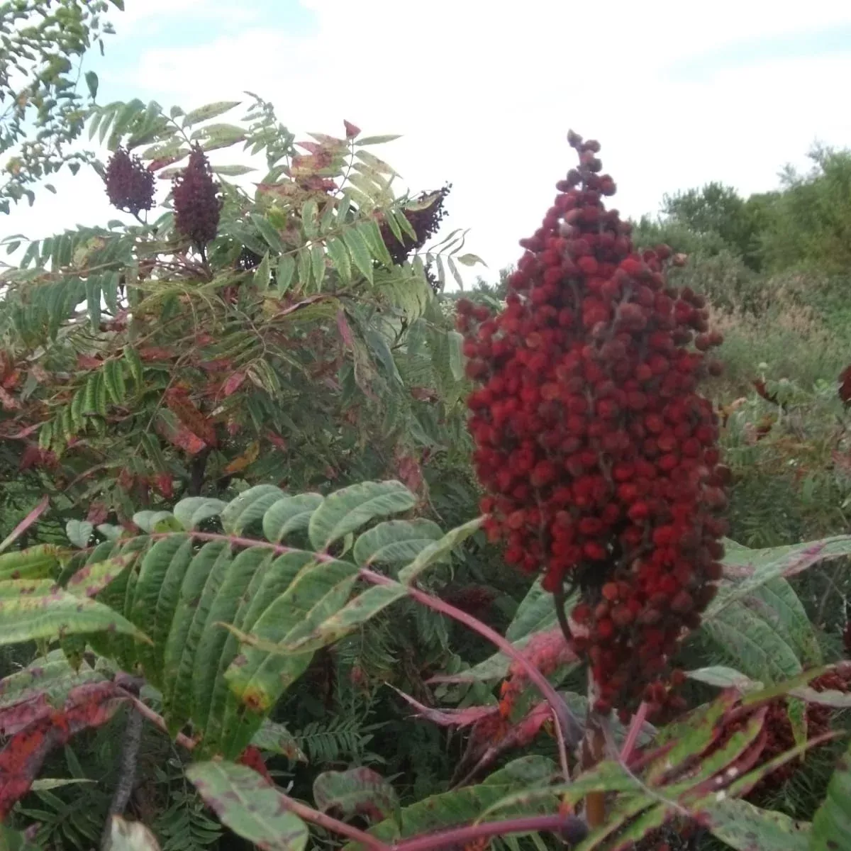 Smooth Sumac