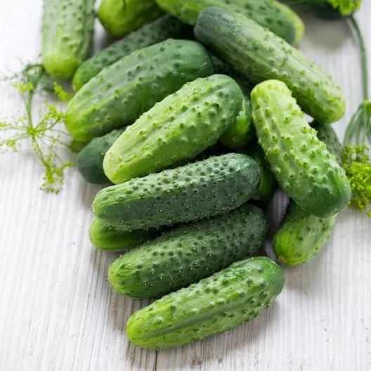 SMR 58 pickling and slicing Cucumbers-4" pot
