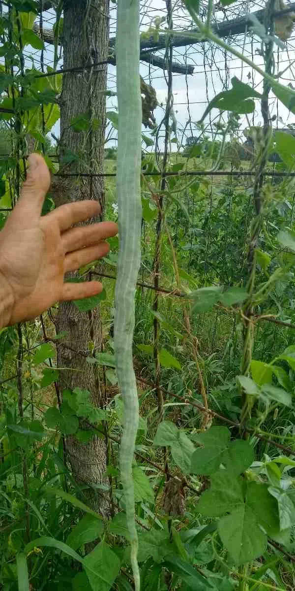 Snake Bean