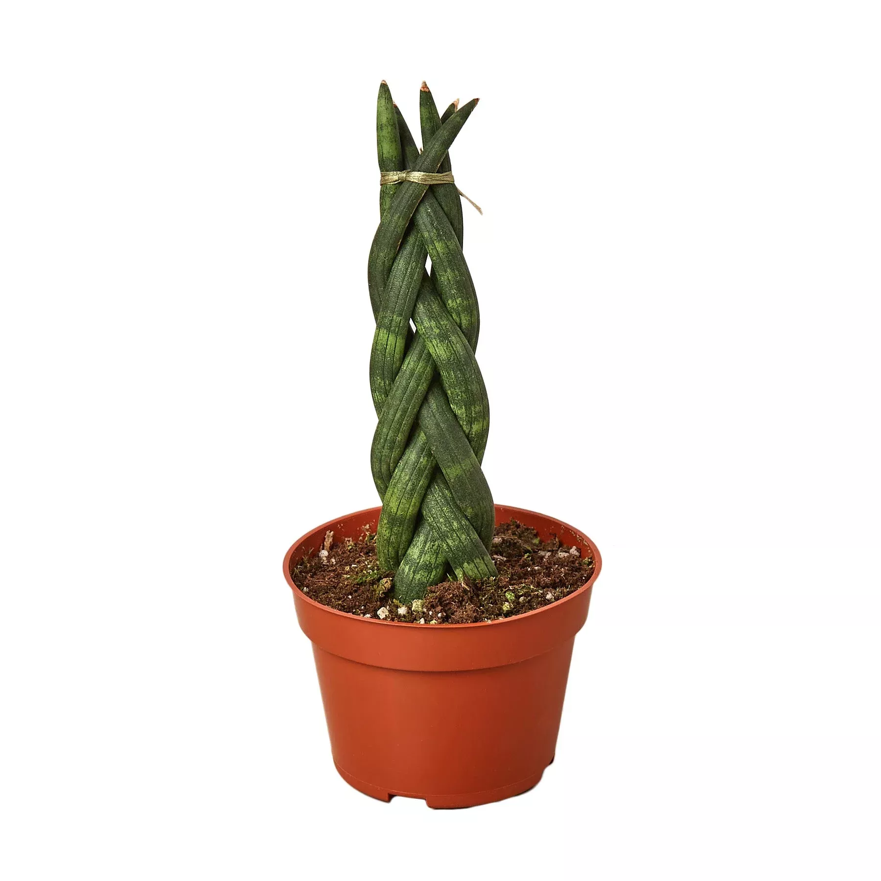 Snake Plant Braided