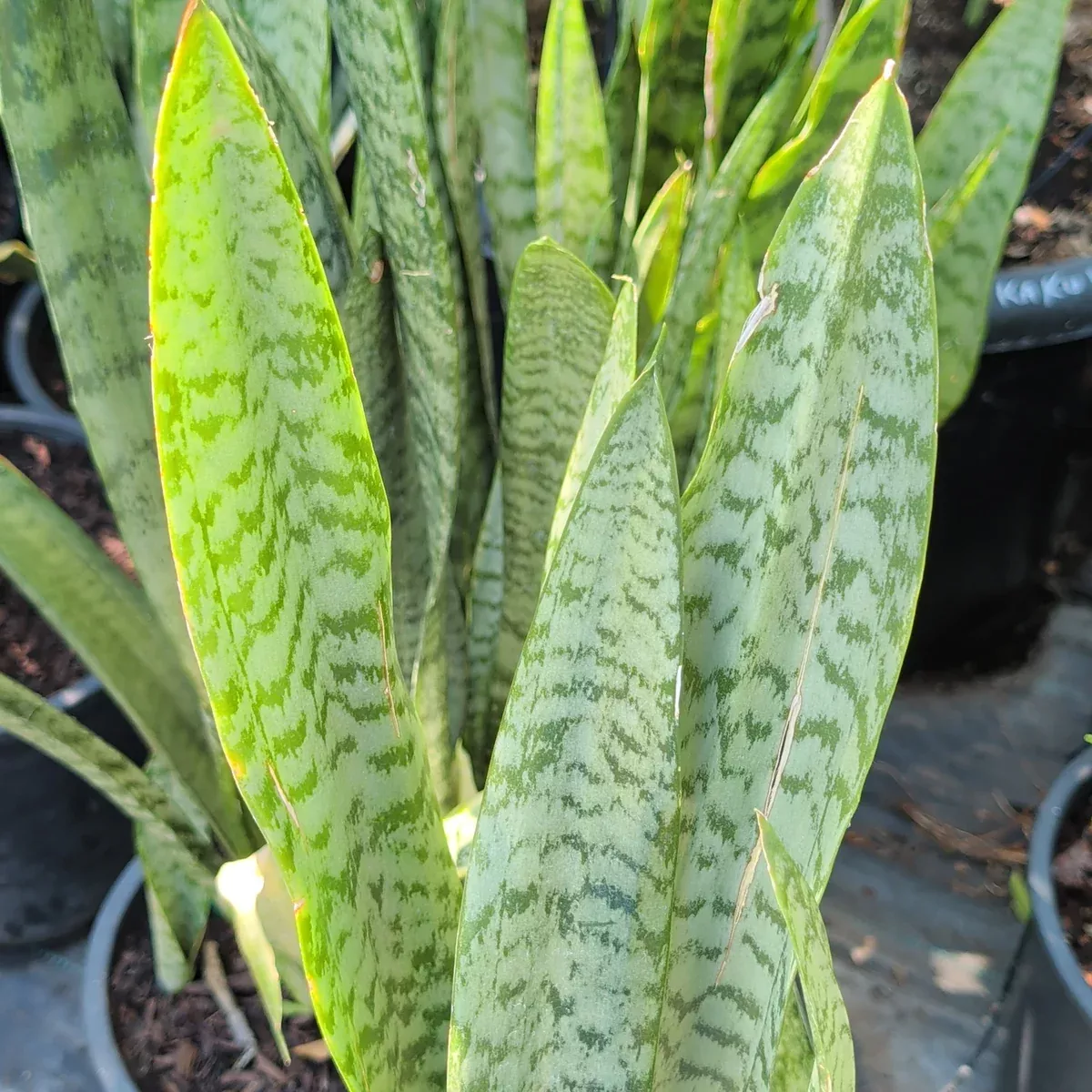 Snake Plant
