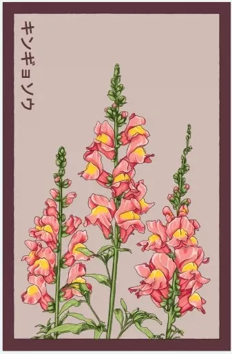 Snapdragon Flower Seeds Pkt