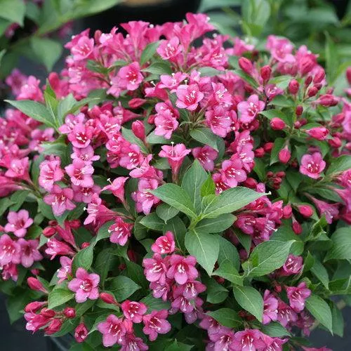 Snippet Dark Pink Weigela
