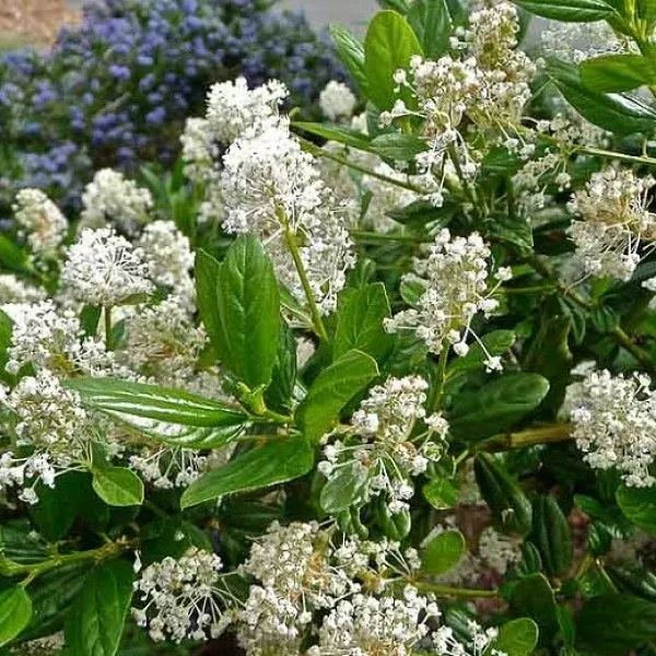 Snow Flurry Mountain Lilac