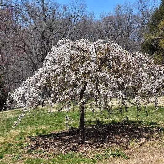 Snow Fountain Weeping Cherry