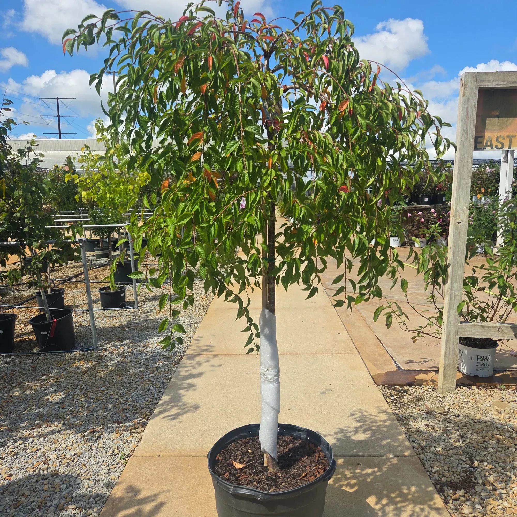 Snow Fountains Yoshino Cherry - Prunus - Potted Tree (Multiple Sizes)
