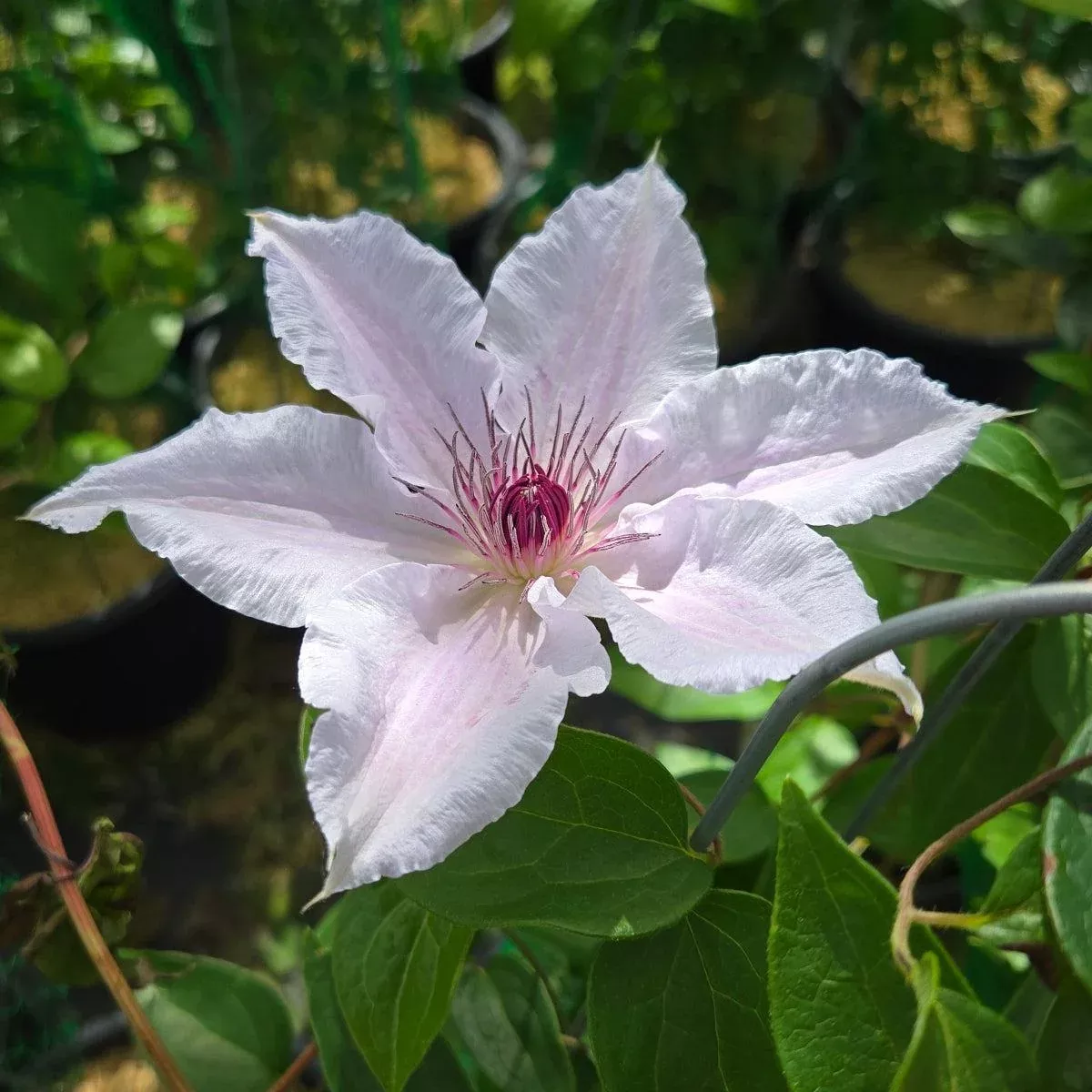 Snow Queen Large-Flower Clematis