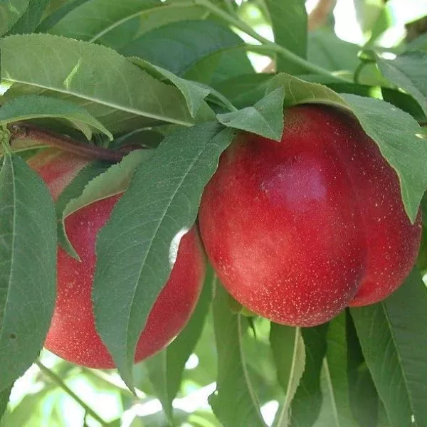 Snow Queen Nectarine