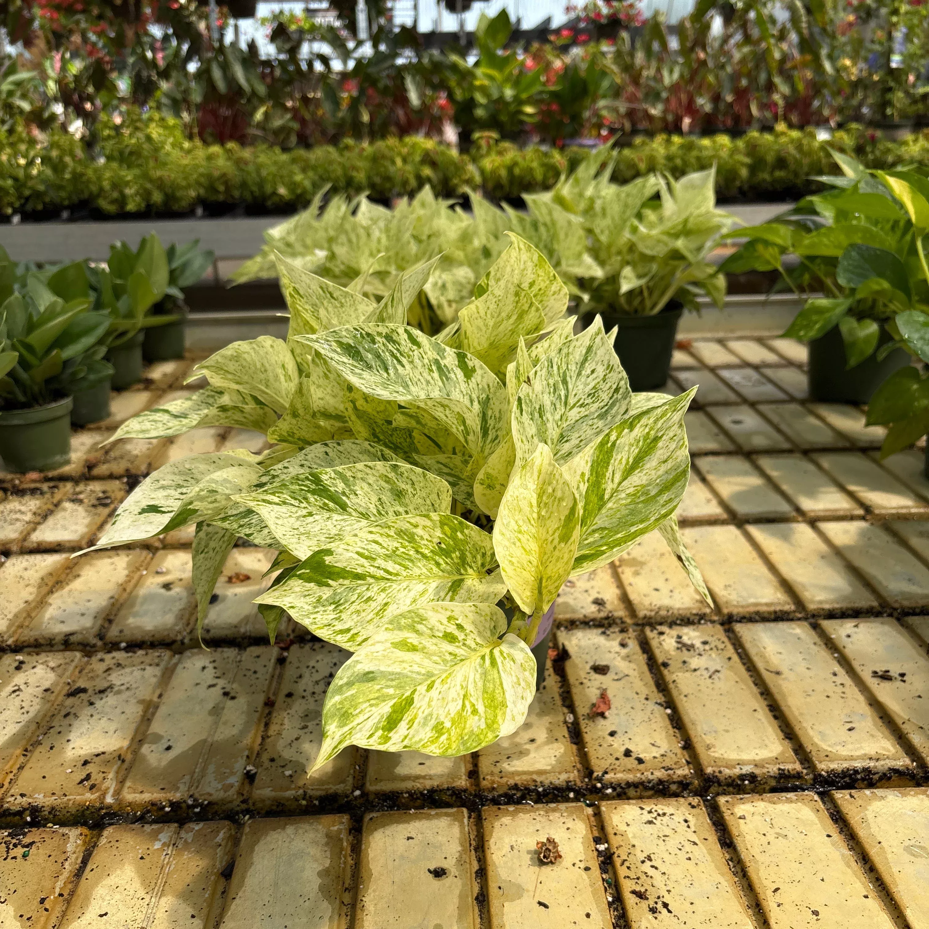 Snow Queen Potted Houseplanthos - Epipremnum aureum - 6" Potted Houseplant