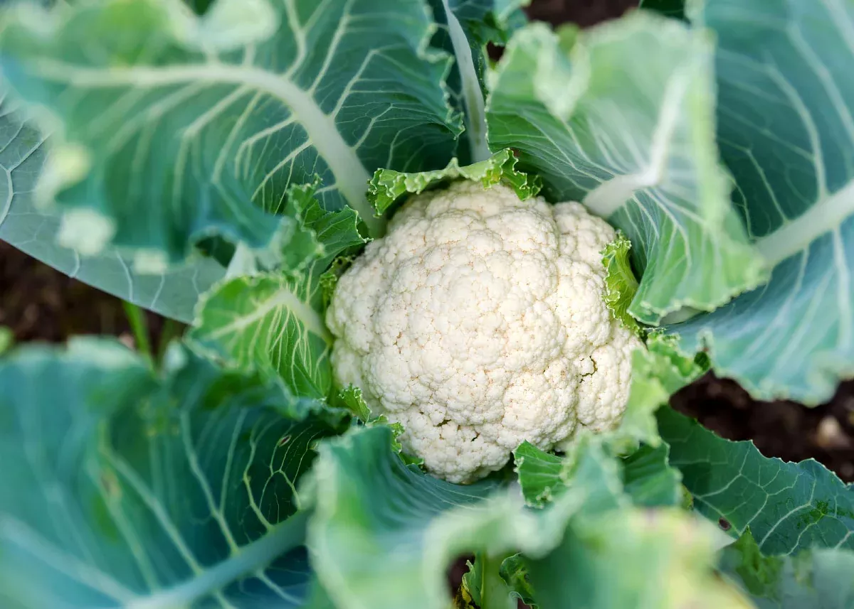 Snowball - Organic Cauliflower Seeds