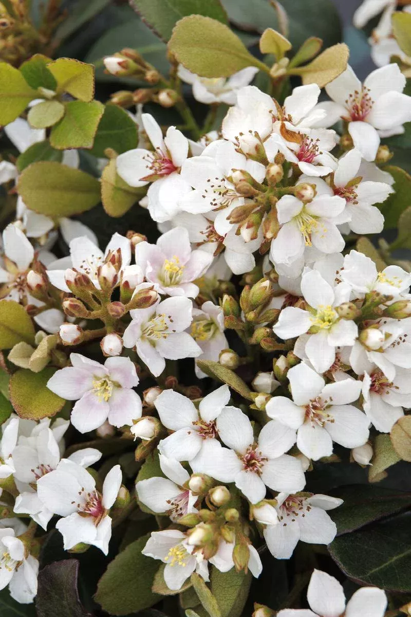 Snowcap Indian Hawthorn