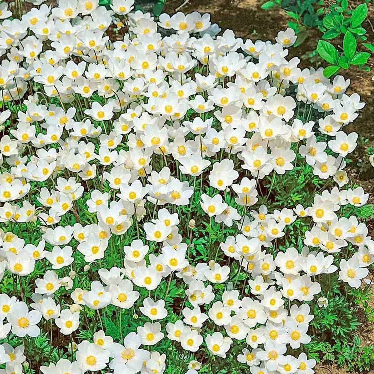 Snowdrop Anemone
