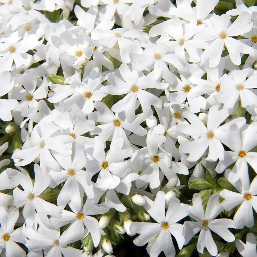 Snowflake Creeping Phlox