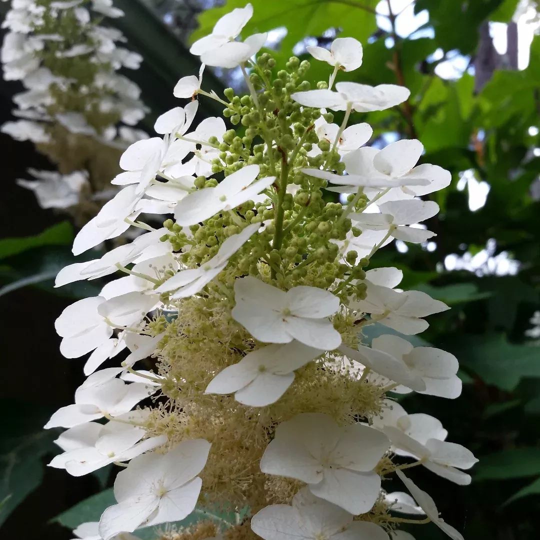 Snowflake Oakleaf Hydrangea