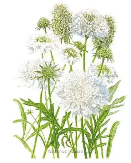 Snowmaiden Scabiosa Seeds