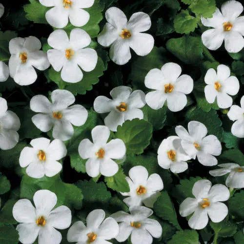 Snowstorm Giant Snowflake Bacopa Sutera cordata PW