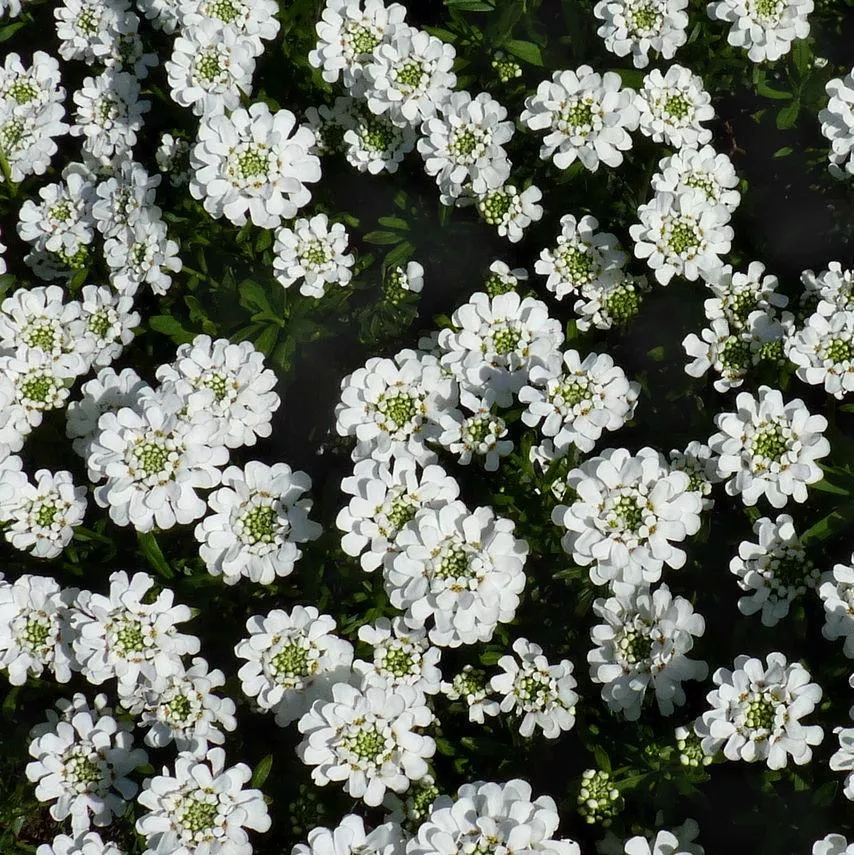 Snowsurfer™ Candytuft