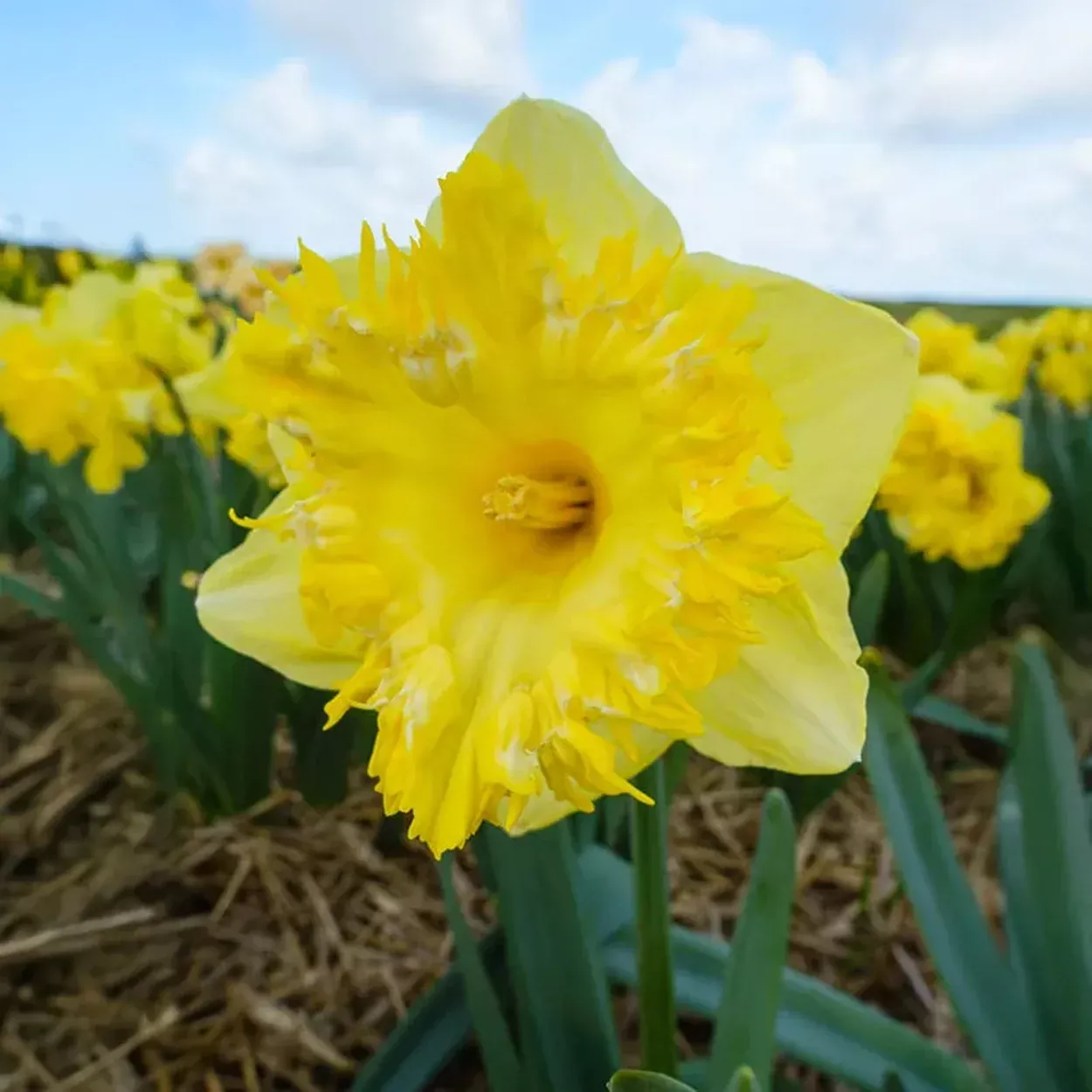 Snowtip Daffodil
