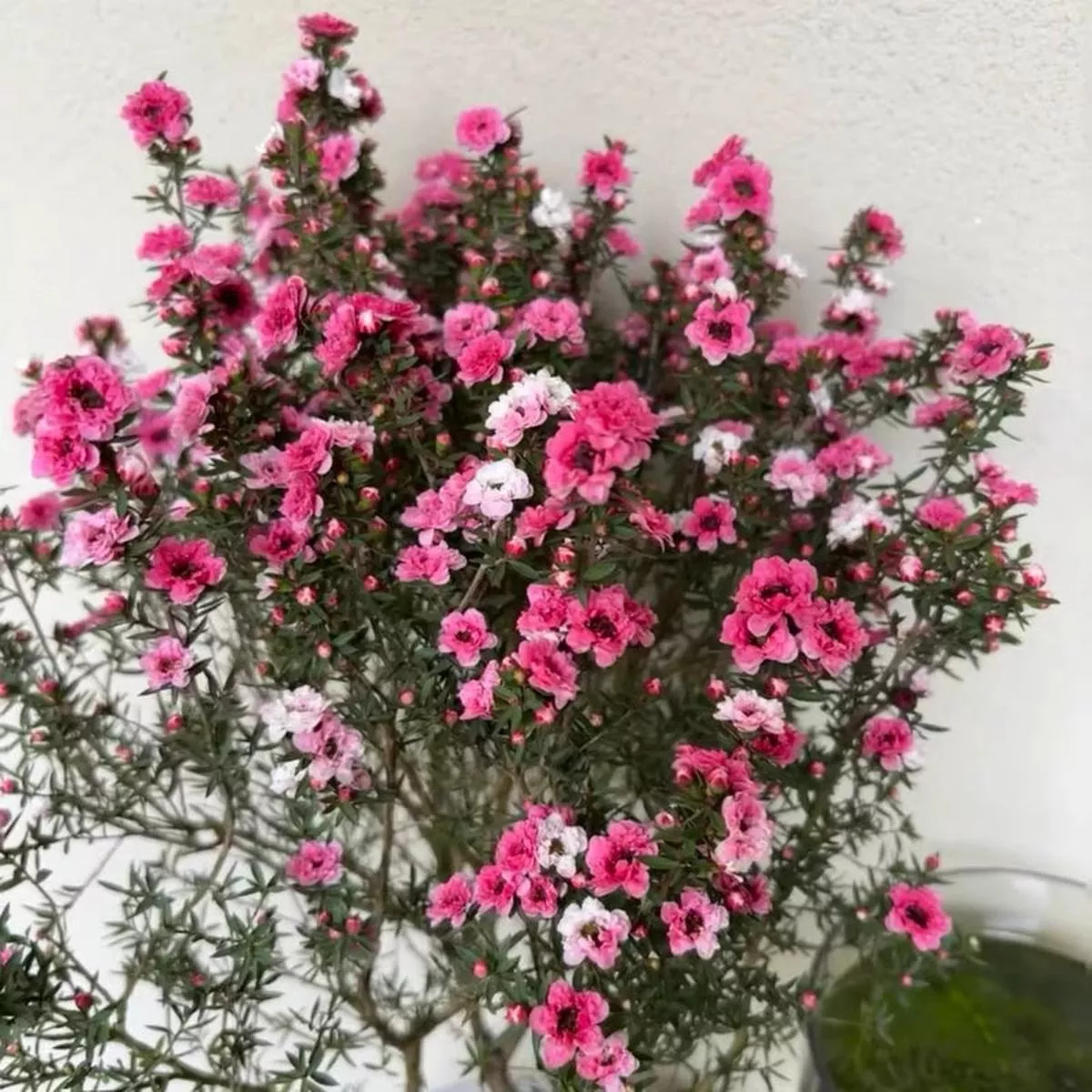 Snowy Waxflower – 3-pot