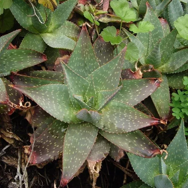 Soap Aloe
