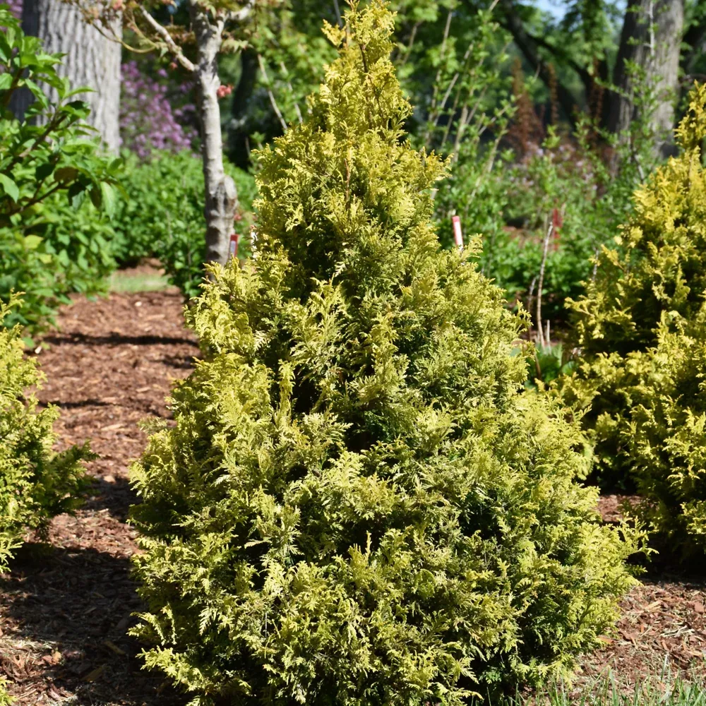Soft Serve Gold Falsecypress