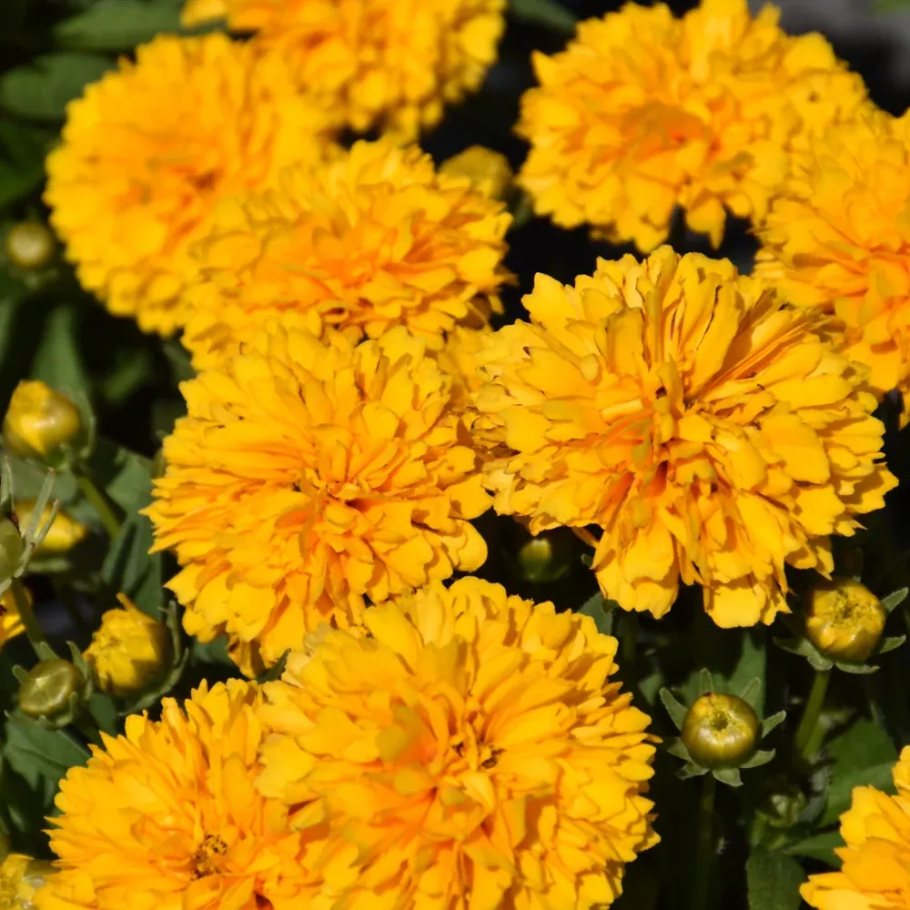 Solanna™ Golden Sphere Tickseed
