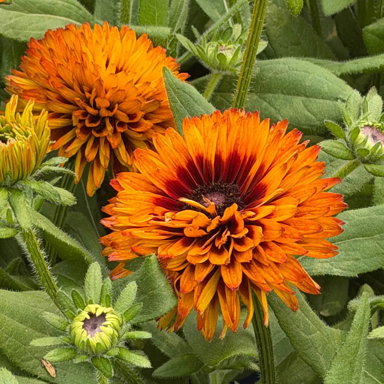 Solar Sisters™ Double Flowering Black Eyed Susan