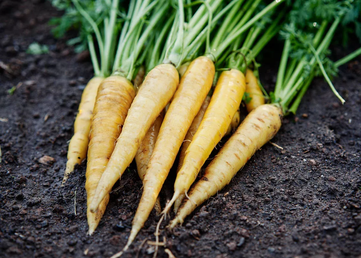 Solar Yellow - Carrot Seeds