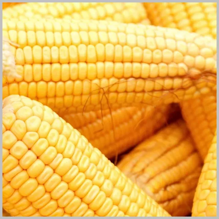 Sold by the Pound Dent Yellow Corn Seed