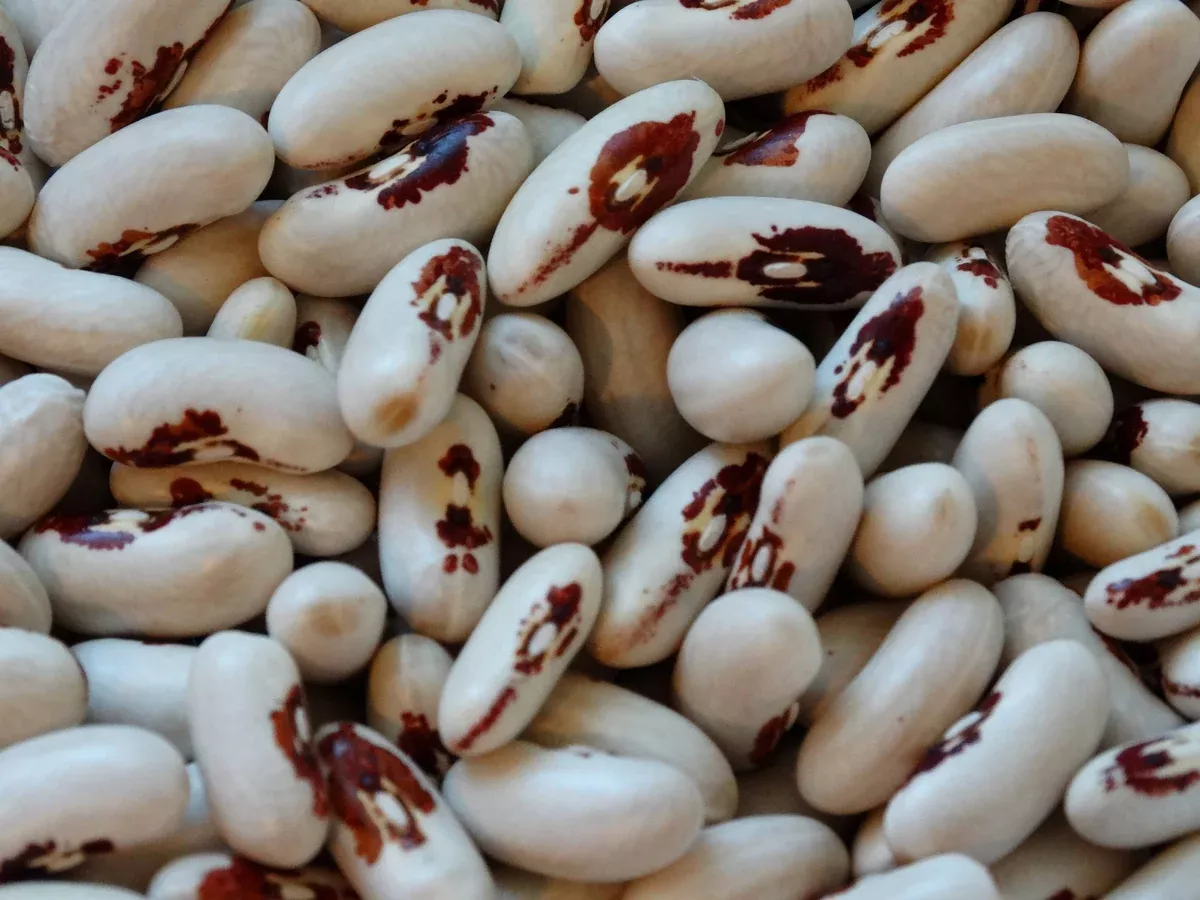 Soldat de la Beauce Bean