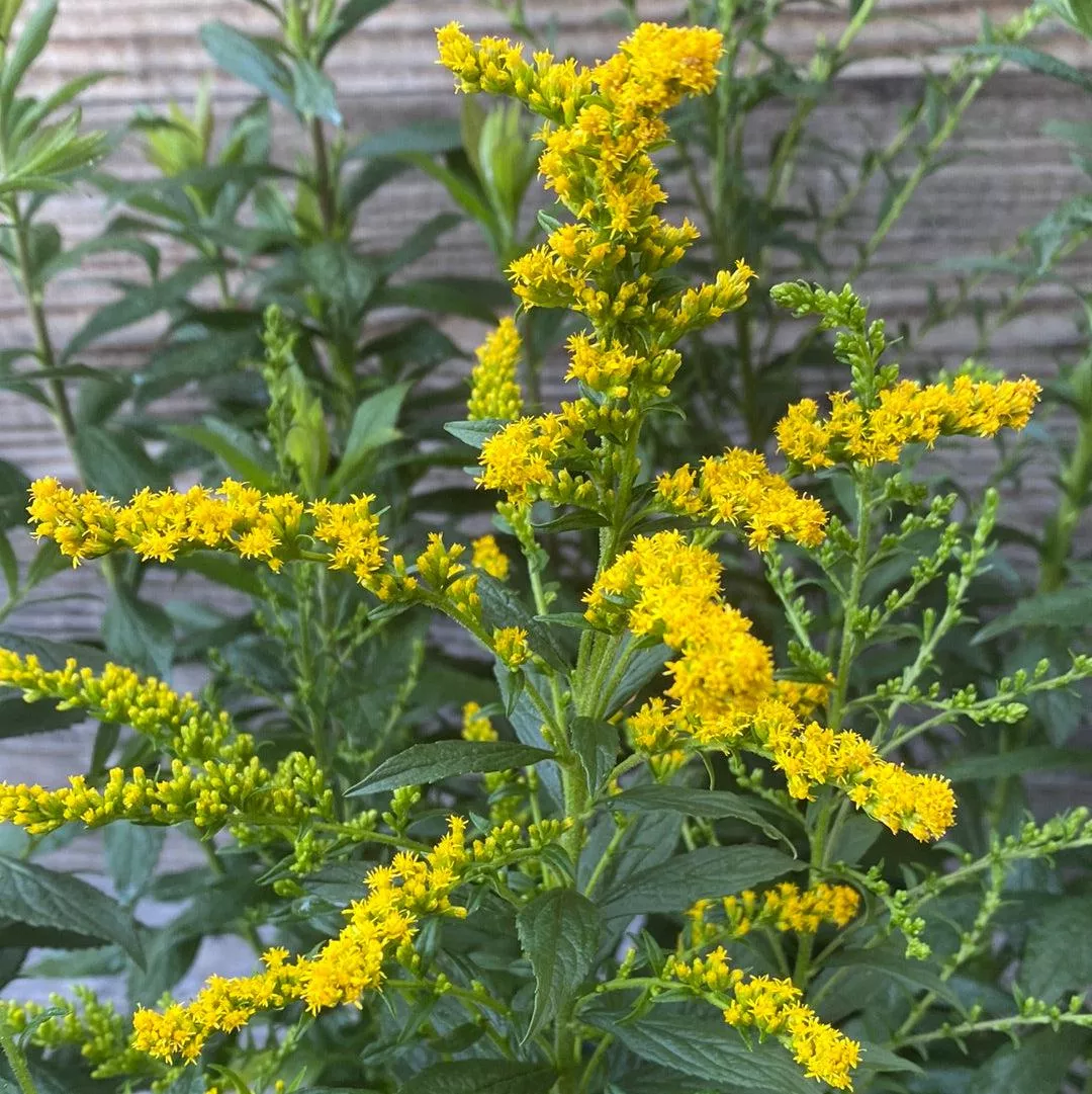 Solidago rugosa 'Fireworks'- Fireworks Goldenrod