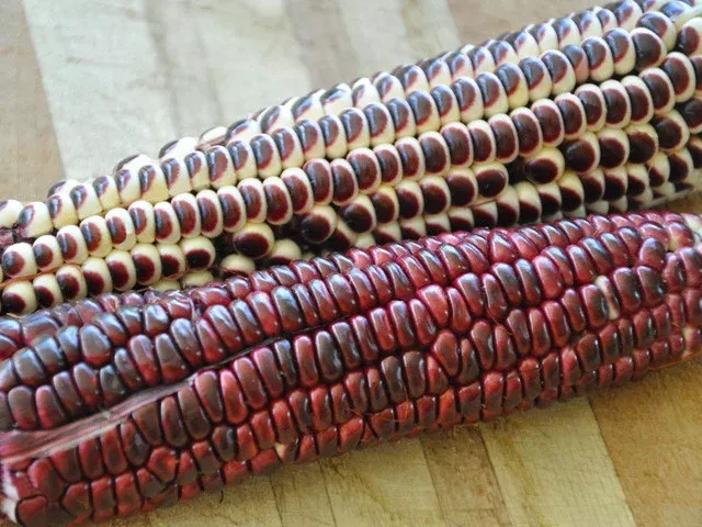 Soltera Morado Sweet Corn Seeds