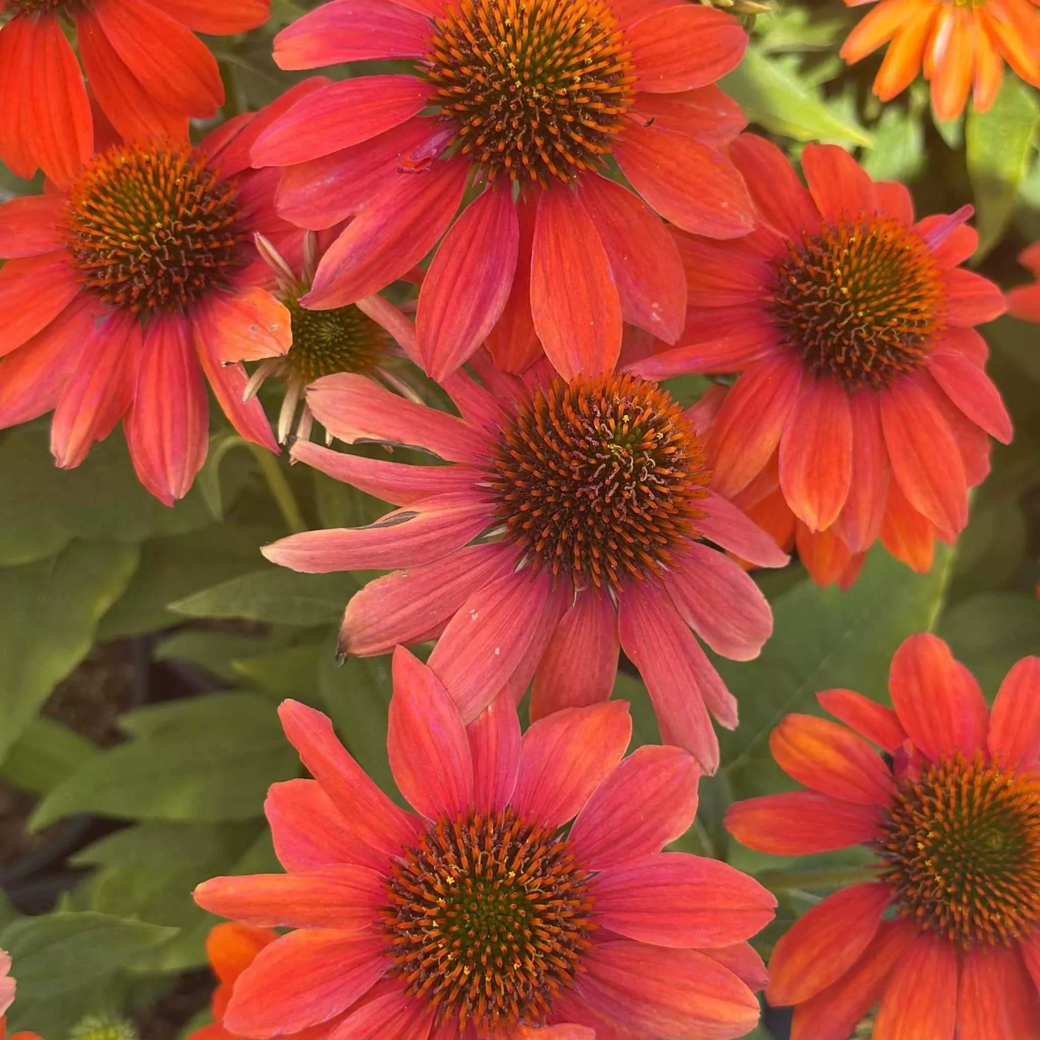 Sombrero Adobe Orange Coneflower