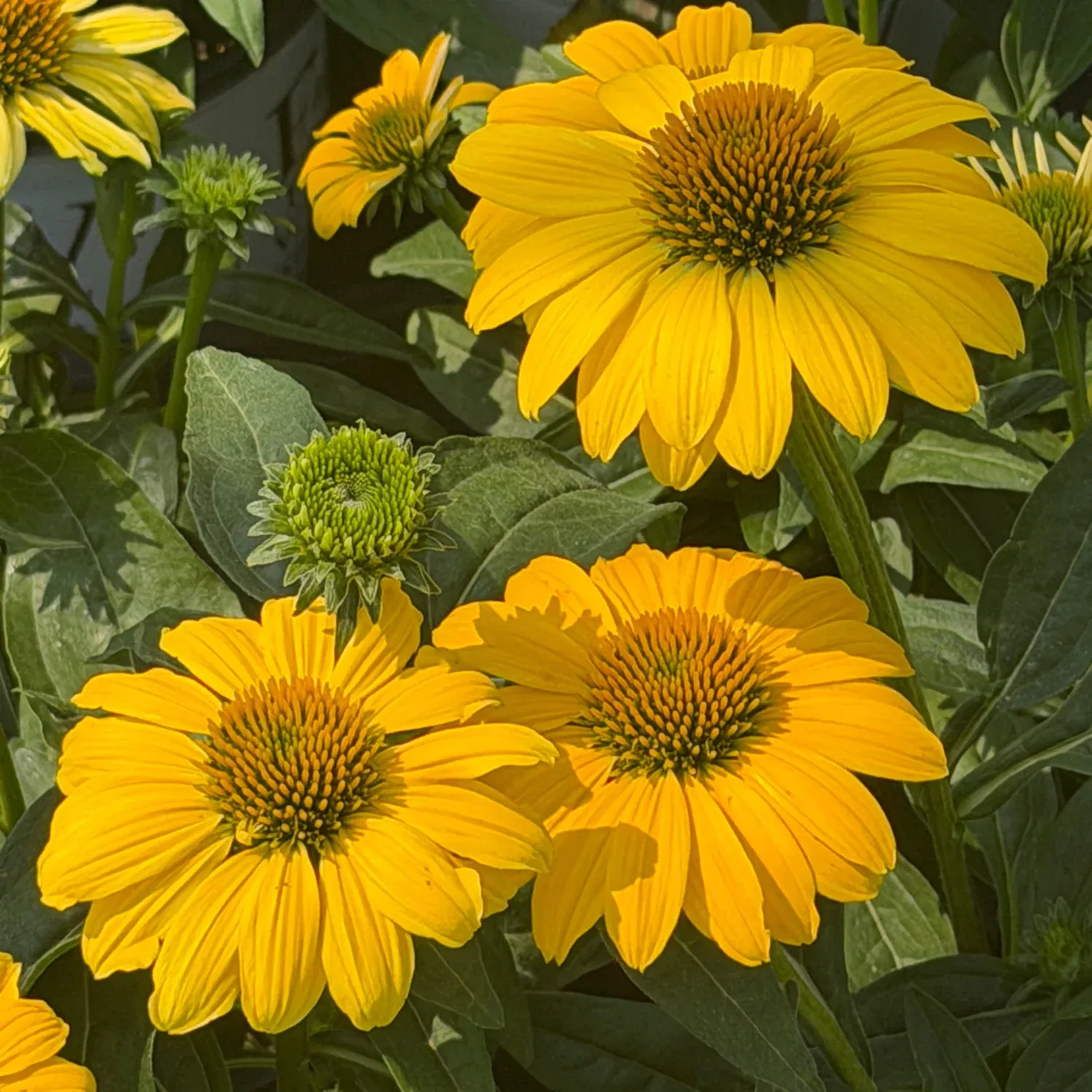 Sombrero Lemon Yellow Improved Cone Flower