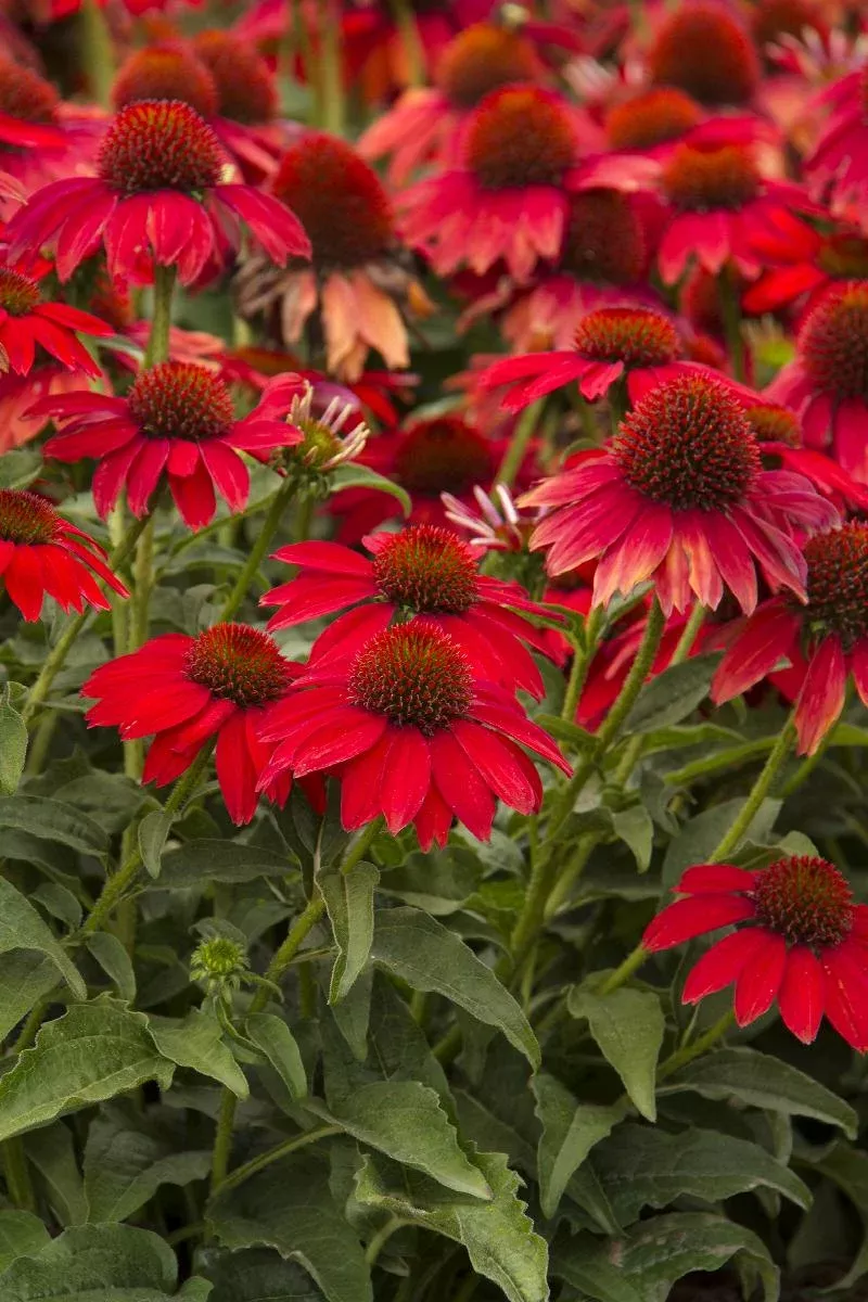 Sombrero Salsa Red Coneflower