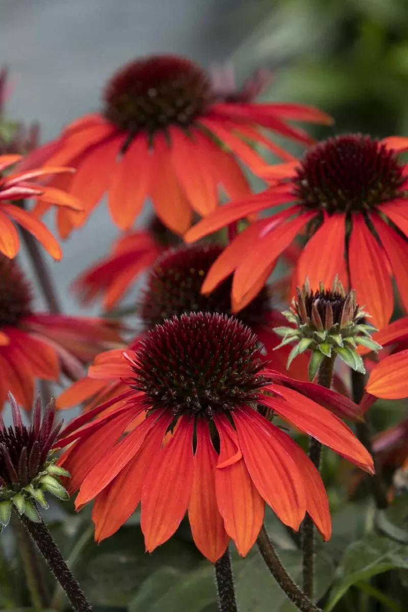Sombrero Sangrita Coneflower