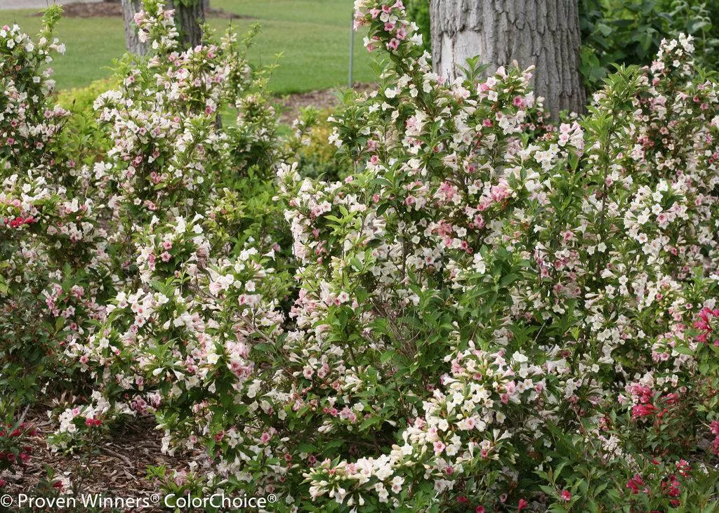 Sonic Bloom Pearl Weigela