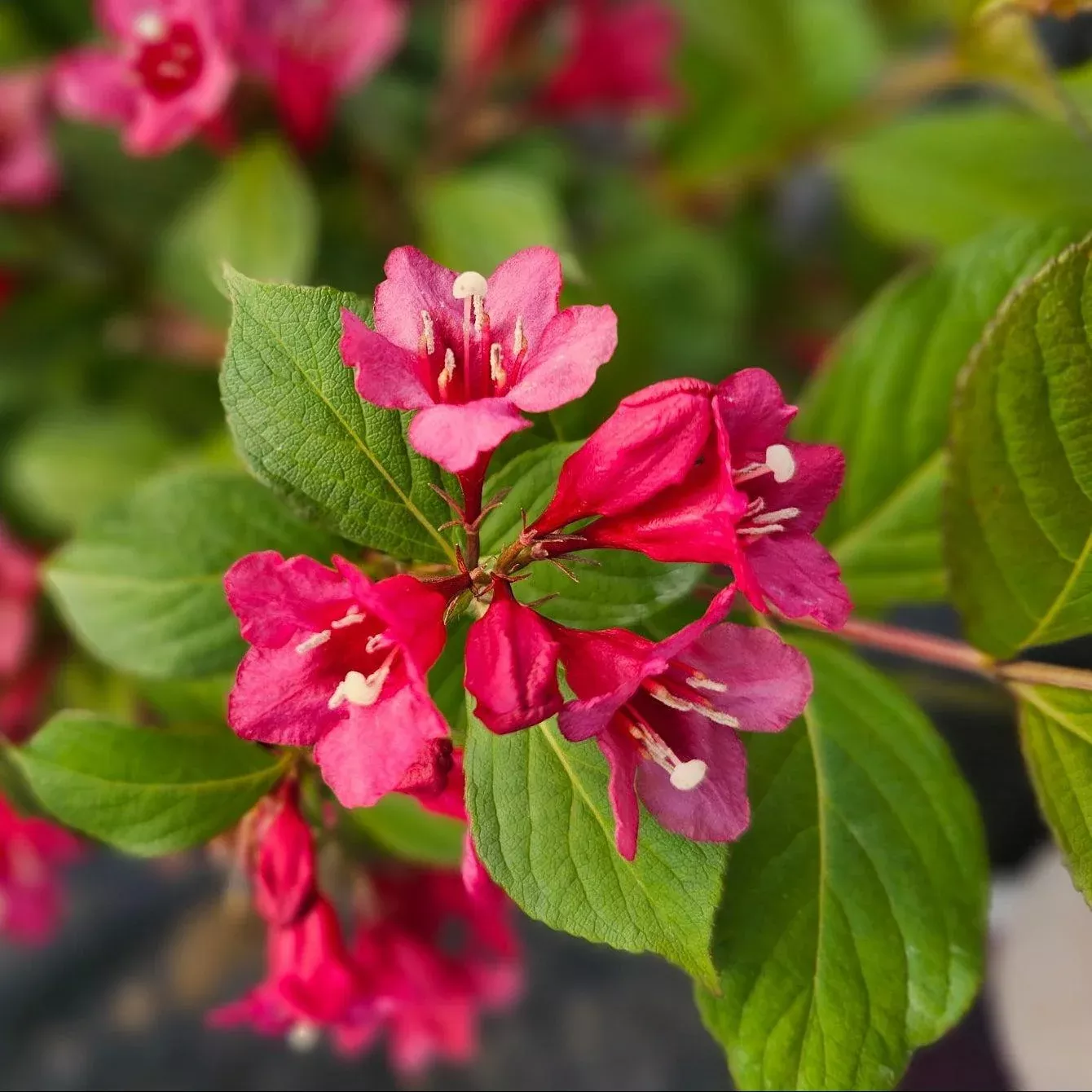 Sonic Bloom Punch Weigela