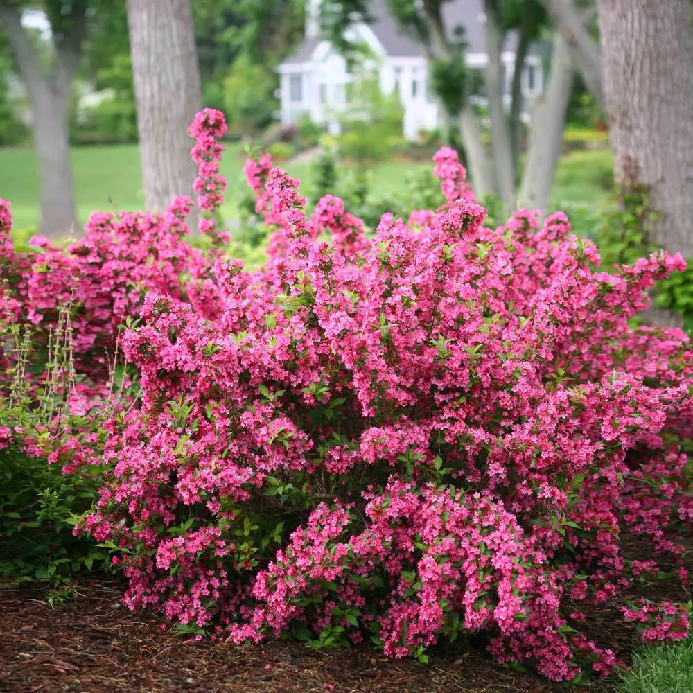 Sonic Bloom Weigela Shrub
