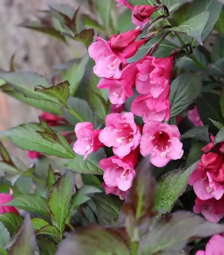 Sonic Bloom Wine Weigela