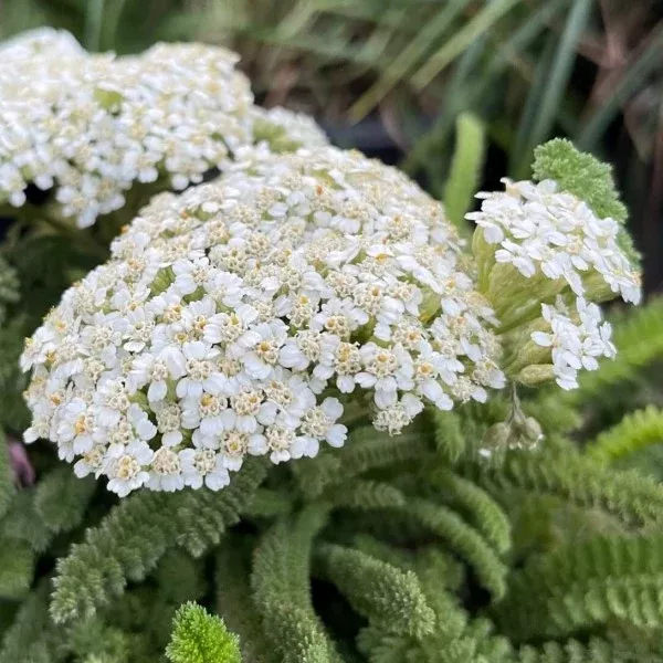 Sonoma Coast White Yarrow