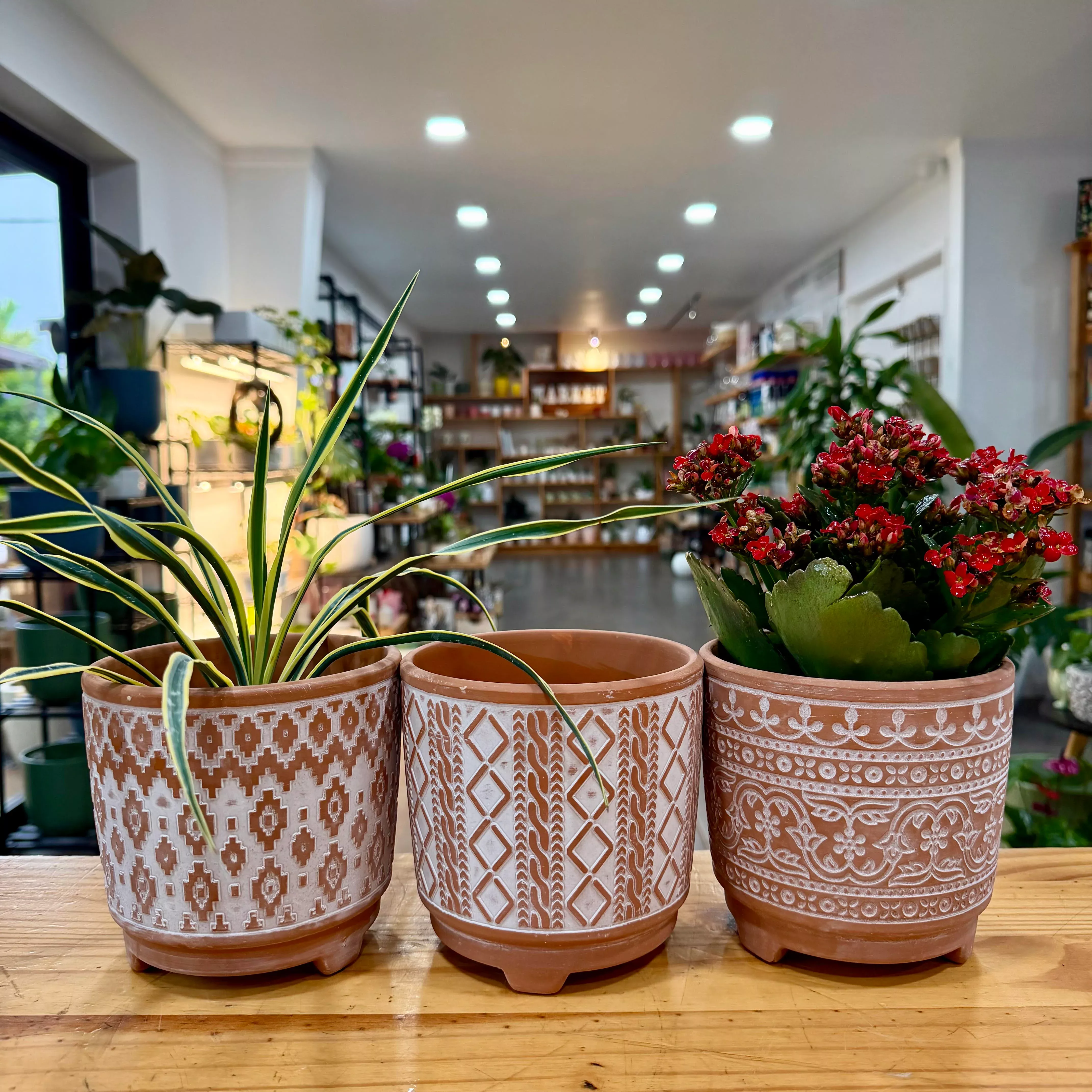 Sophia Planter