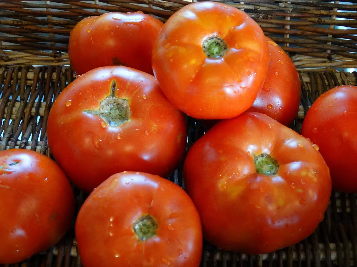 Sophie's Choice Tomato