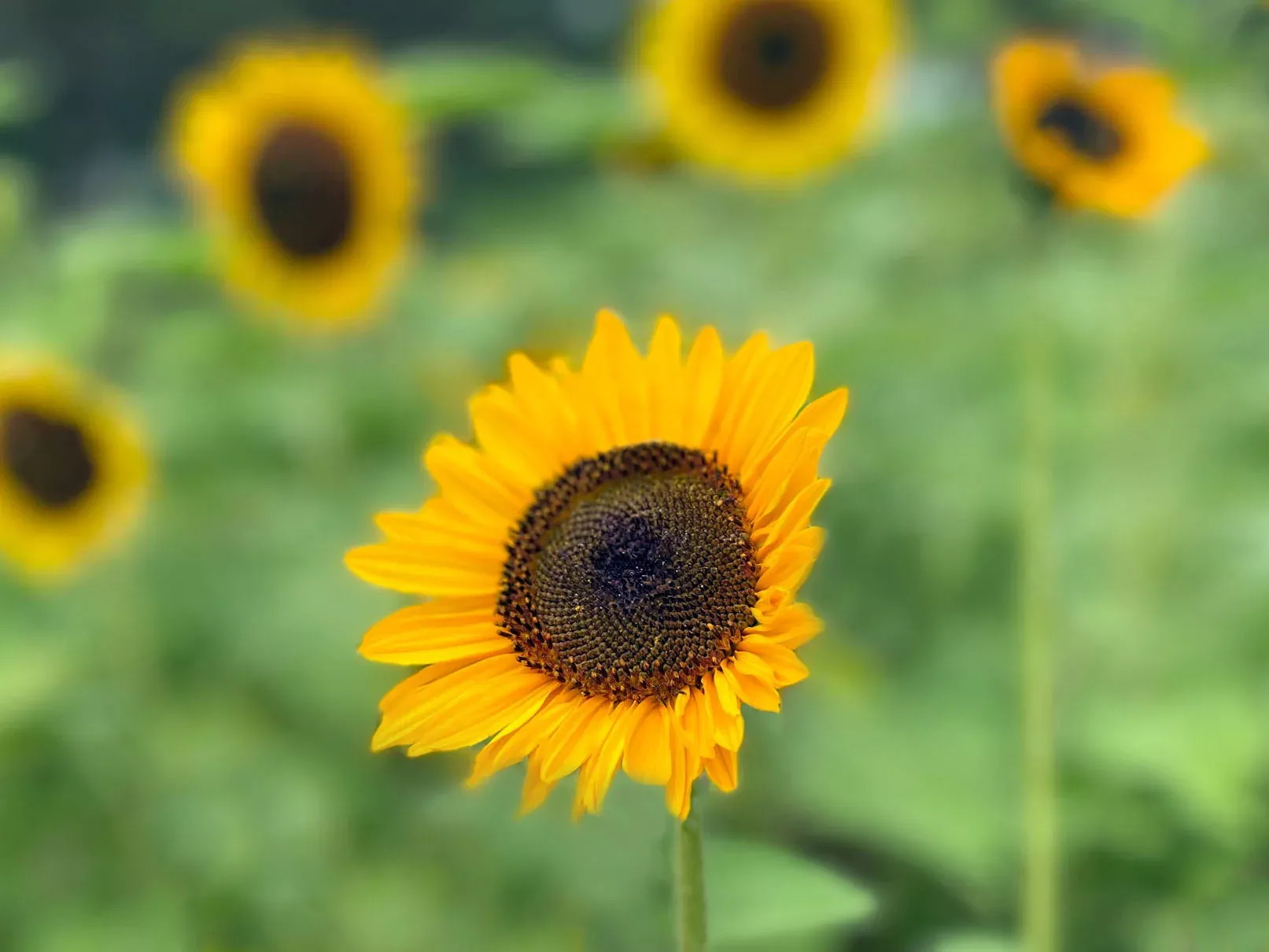 Soraya Organic Sunflower Seeds