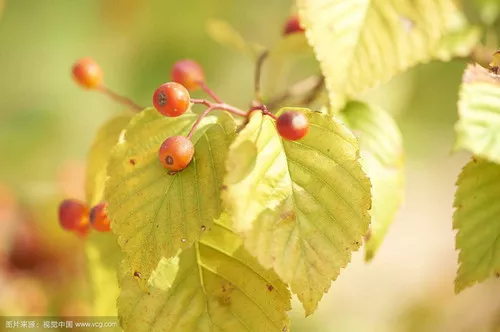 Sorbus alnifolia