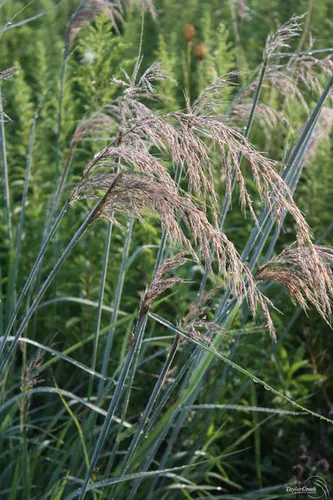 Sorghastrum nutans / Indian Grass