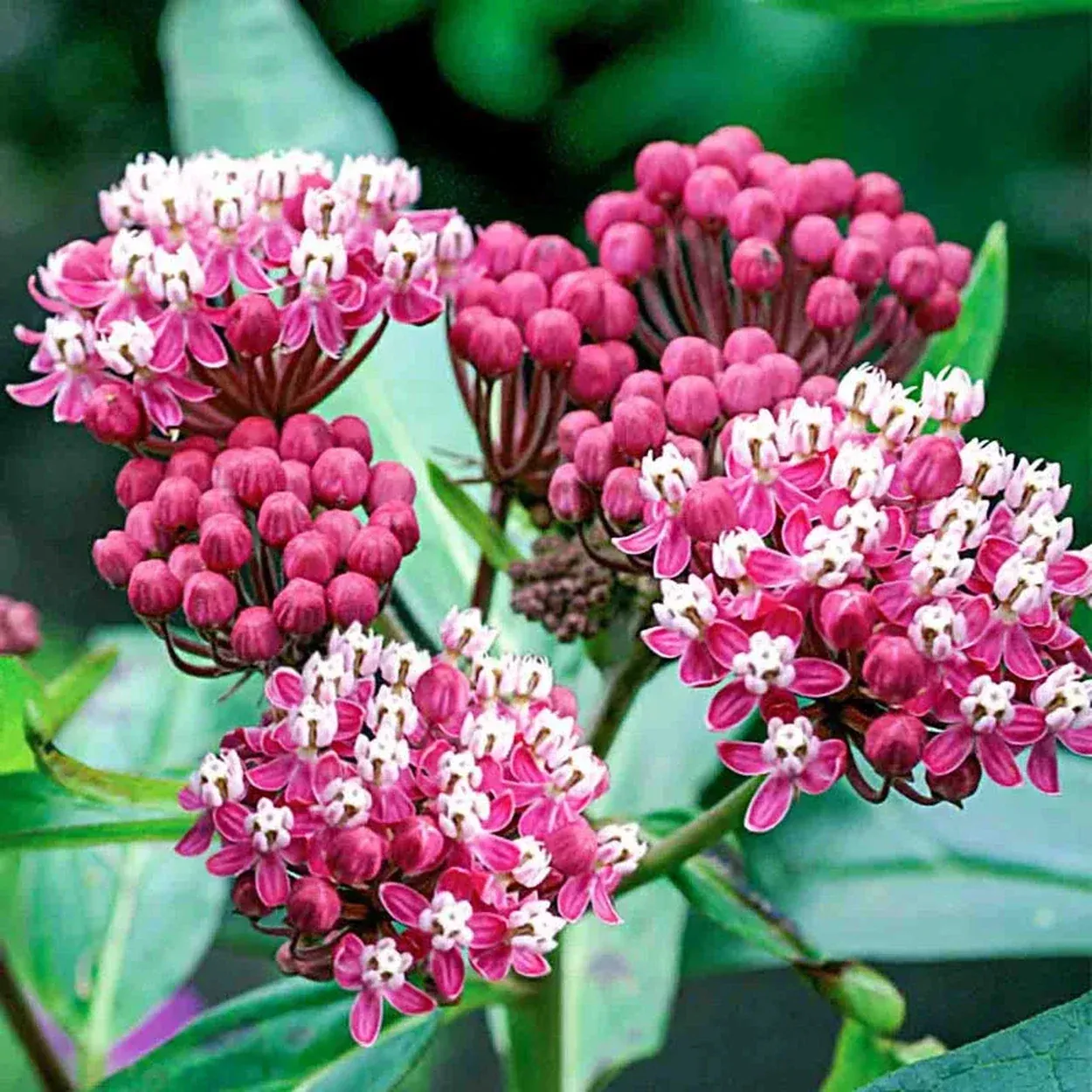 Soulmate Swamp Milkweed